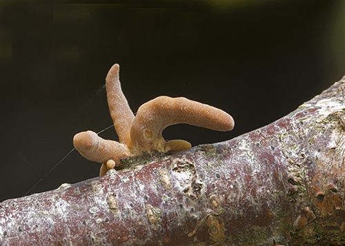 Macrotyphula fistulosa var. contorta